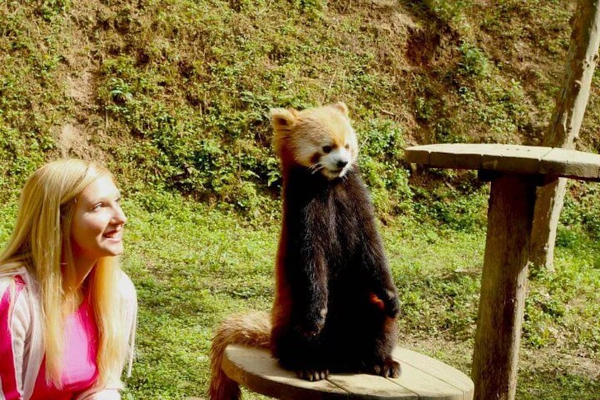 Dujingyan Panda tour option Giant panda or Red Panda Keeper 2