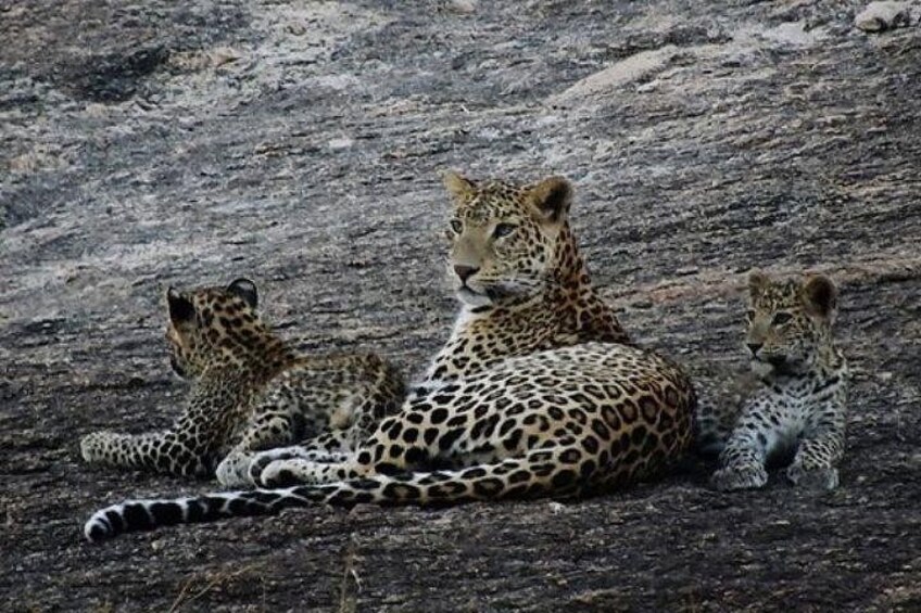 Leopard Safari 3
