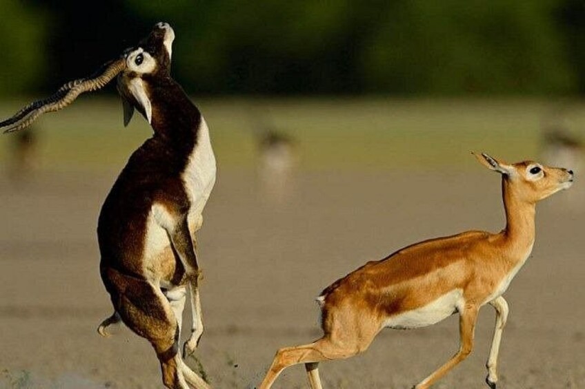 Private Tour: Village Safari Half-Day Tour In Jodhpur 5