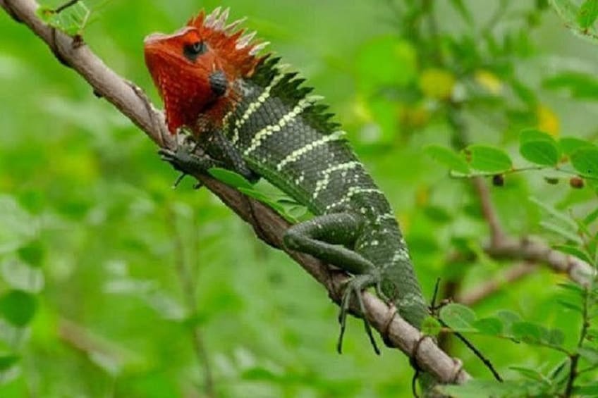 A lizard on a branch in a green environment. 1