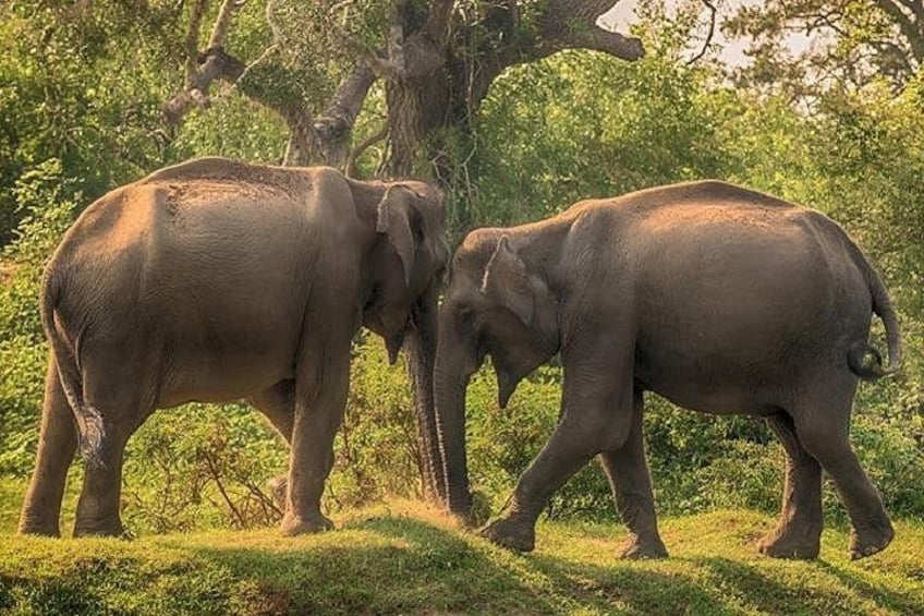 Two elephants in a grassy area with trees in the background. 2