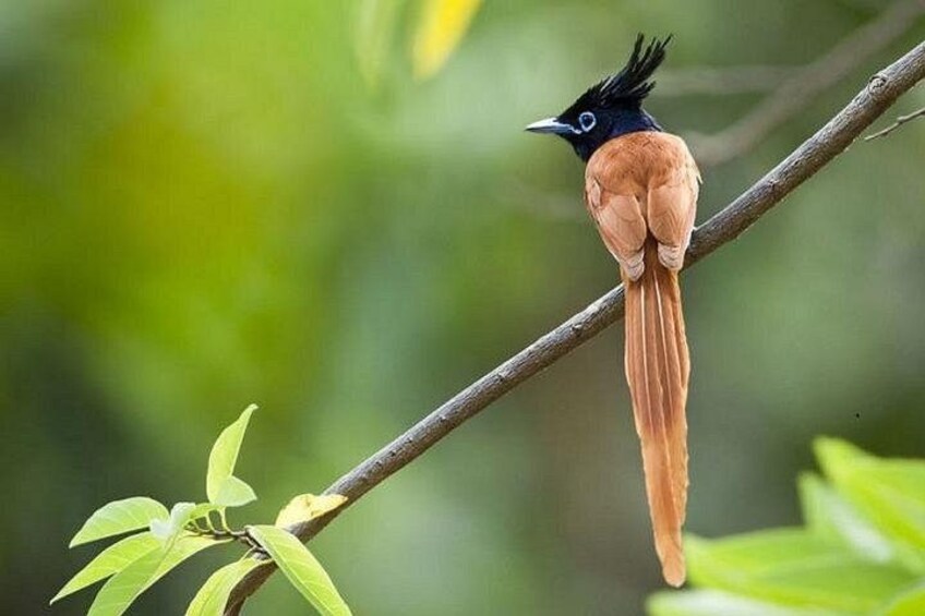 A bird perched on a branch with a blurred green background. 4