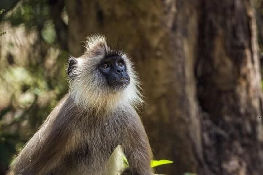 A monkey with light brown fur sitting on a tree branch. 5