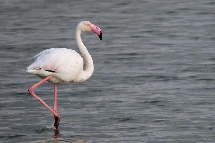 A flamingo standing in water. 3