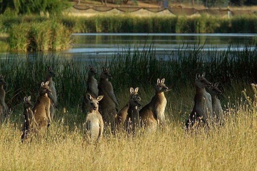 Canberra Private Tours - Kangaroo's at Lake Burley Griffin 3
