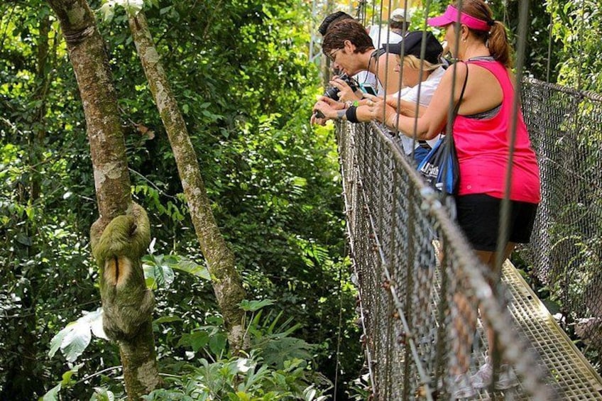 People on a suspension bridge in a forested area. 1