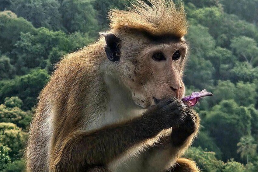Un singe tenant une fleur rose. 2
