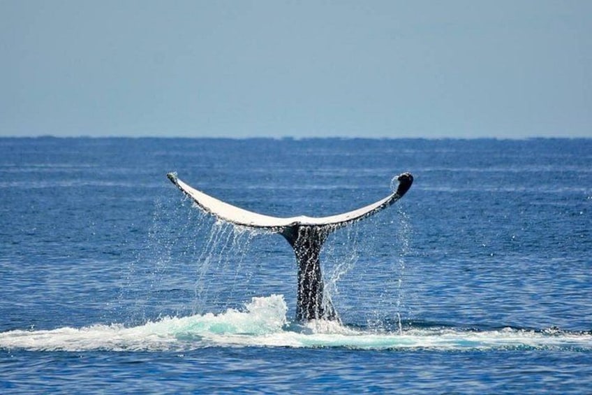 whale tail 3