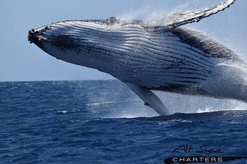 Whale Watching Busselton 1