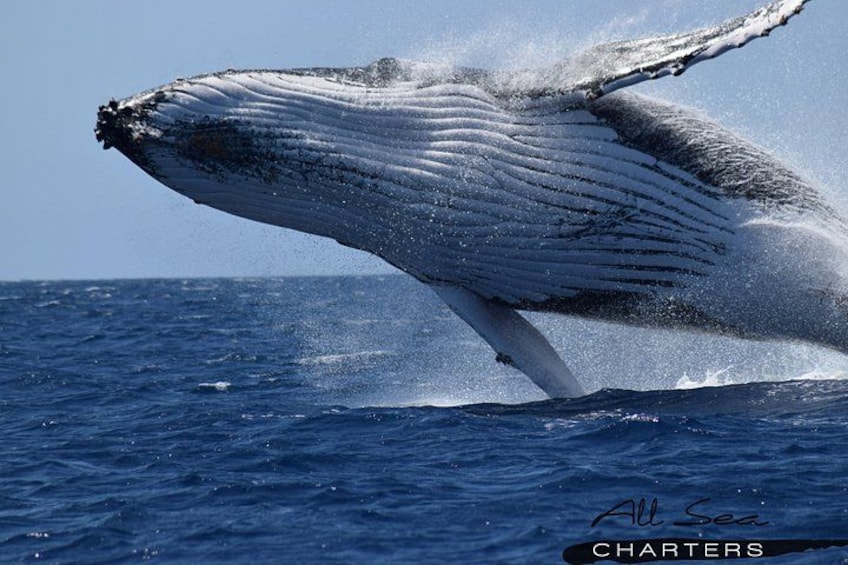 A humpback whale breaching with its pectoral fin visible. 1