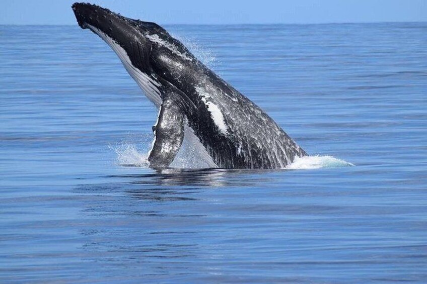 Una ballena rompiendo la superficie con su cola. 2