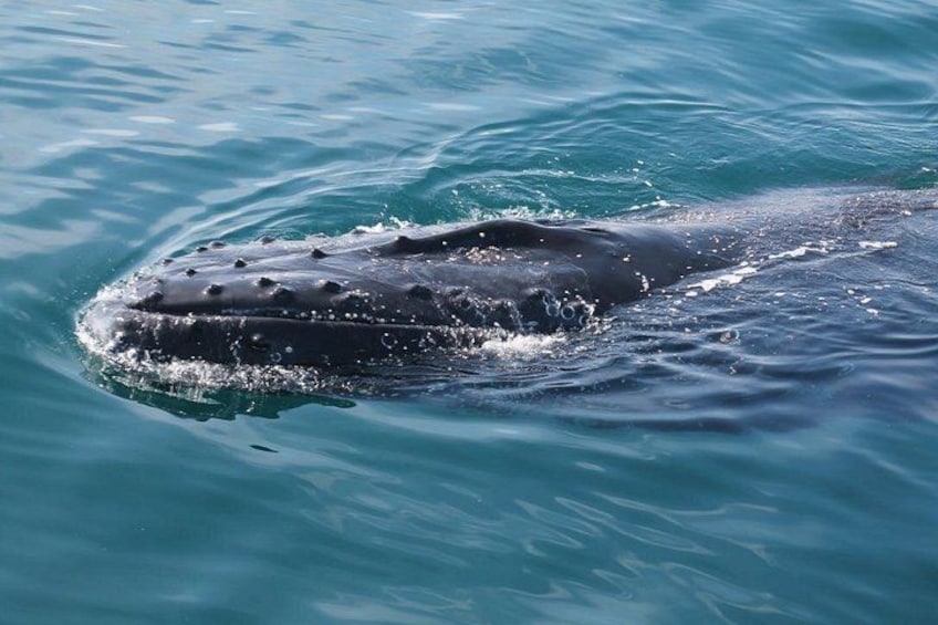 Whale Watching Busselton 2
