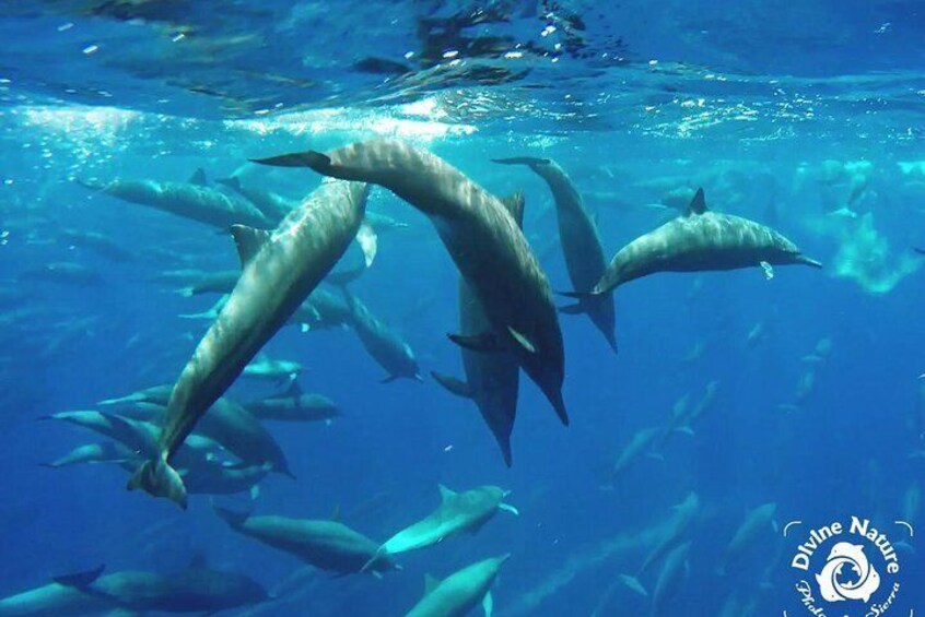 Dance of the Spinner Dolphins