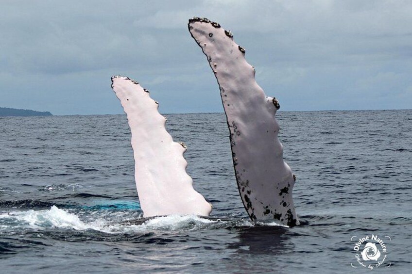 Who needs a whale hug? 3