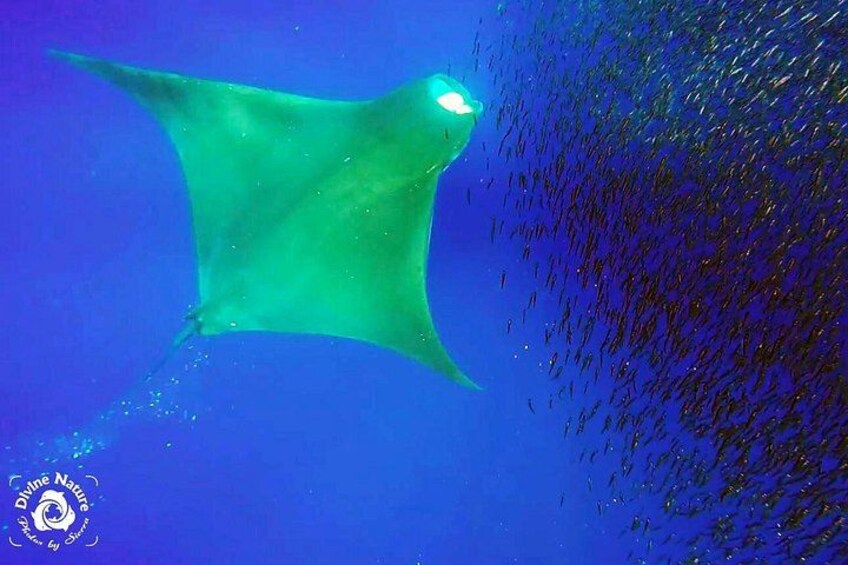 Feeding Mantas can be seen along with our mega pods of dolphins 5