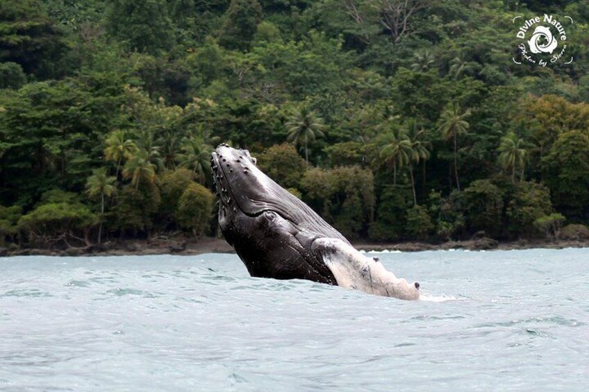 A Baby humpback Whale at the beautiful coast of the Osa Peninsula of Costa Rica