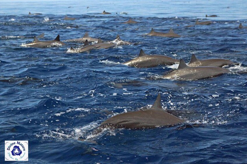 A sea of Spinner Dolphins 4