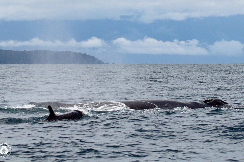 Pseudo Orcas swimming with Humpback Whales.. 2