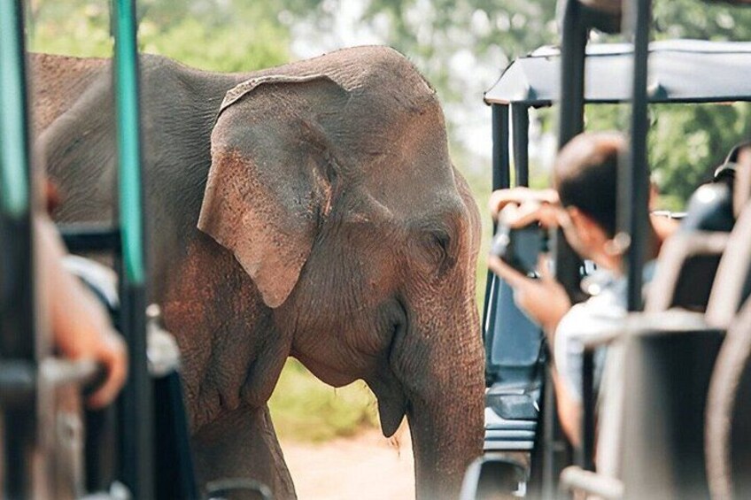 Udawalawe National Park Private Safari 1