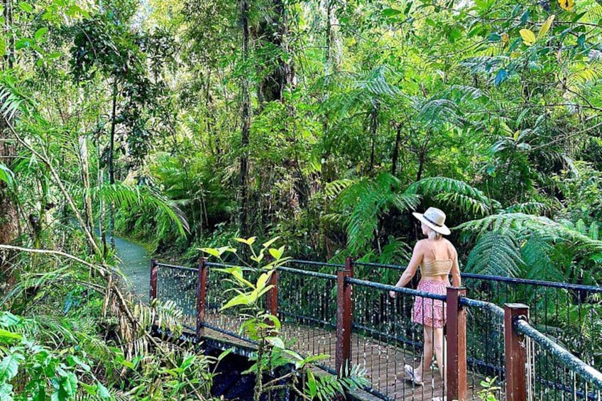 Cairns: Daintree Rainforest and Waterfall 2-Day Tours 2