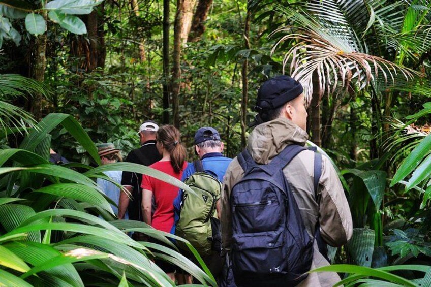 A group of people hiking in a dense forest with tall trees and lush green foliage. 5