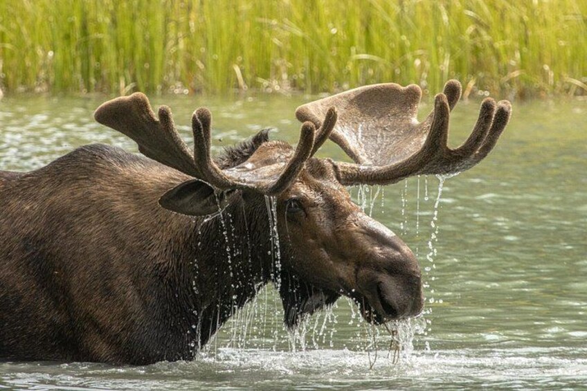A moose in water with large antlers, surrounded by greenery. 4