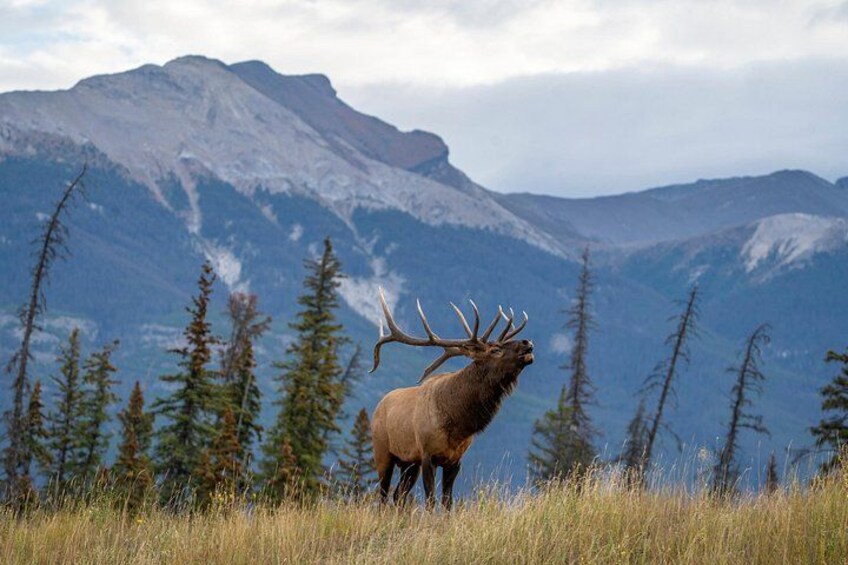 A large elk standing in a grassy field with mountains in the background. 5