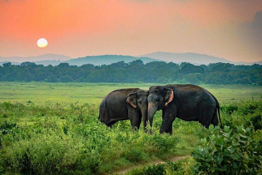 Zwei Elefanten auf einer Wiese im Abendlicht. 1