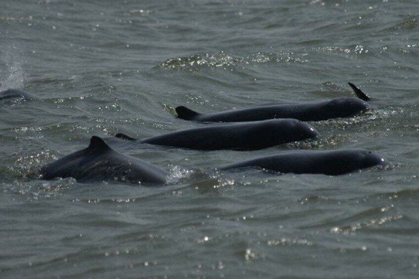 A group of whales swimming in the ocean. 3