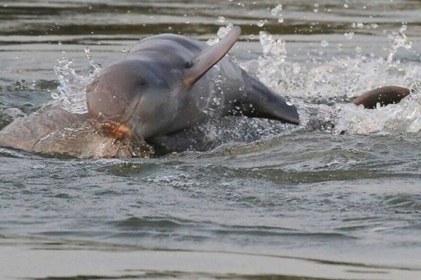 A dolphin in water, splashing and partially submerged. 2