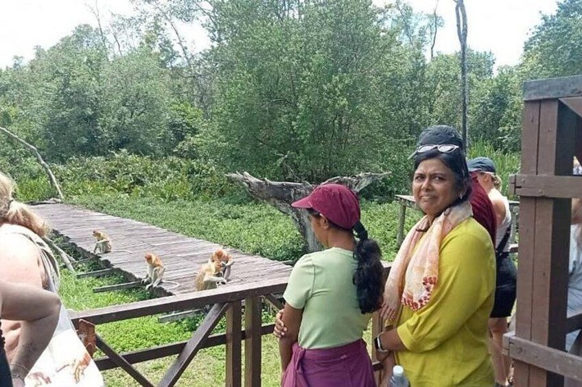 Une plateforme en bois, où se trouvent des singes, entourée de verdure. 4
