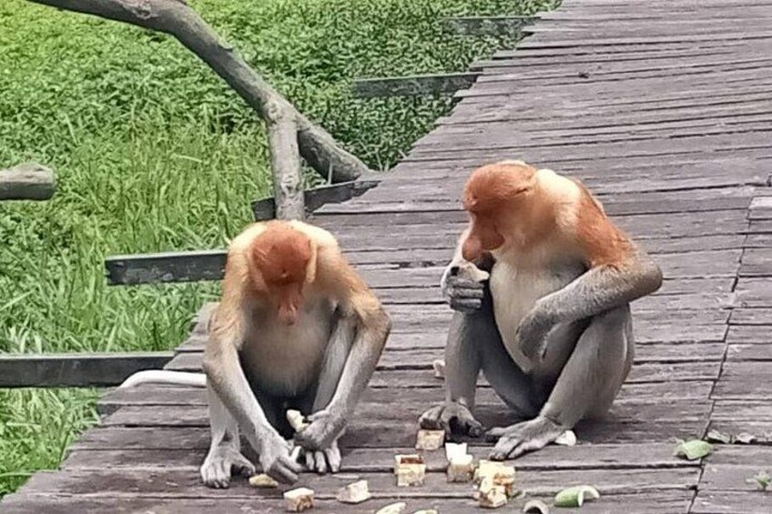 Deux orangs-outans sont assis sur une plateforme en bois, entourés d’objets divers. 5