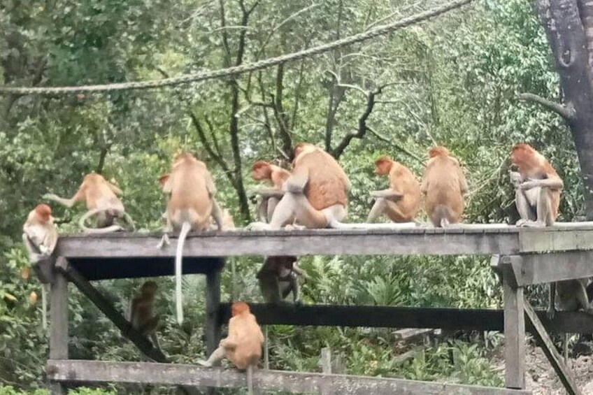 Un groupe de singes se trouve sur une plateforme en bois, entourée de verdure. 2