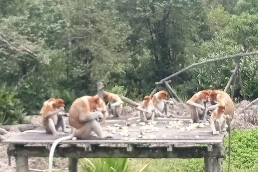 Des singes sur une plateforme en bois, entourés de verdure. 3