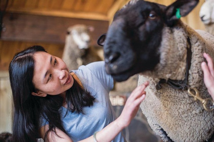 Agrodome Farm Experience including Farm Show and Farm Tour - Rotorua 3