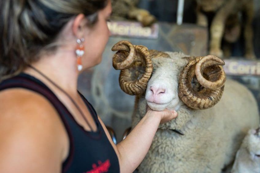 Agrodome Farm Experience including Farm Show and Farm Tour - Rotorua 4