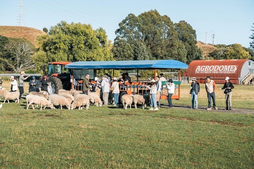 Agrodome Farm Experience including Farm Show and Farm Tour - Rotorua 2