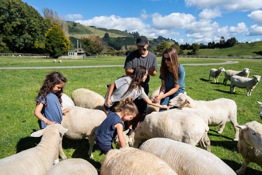Agrodome Farm Experience including Farm Show and Farm Tour - Rotorua 1