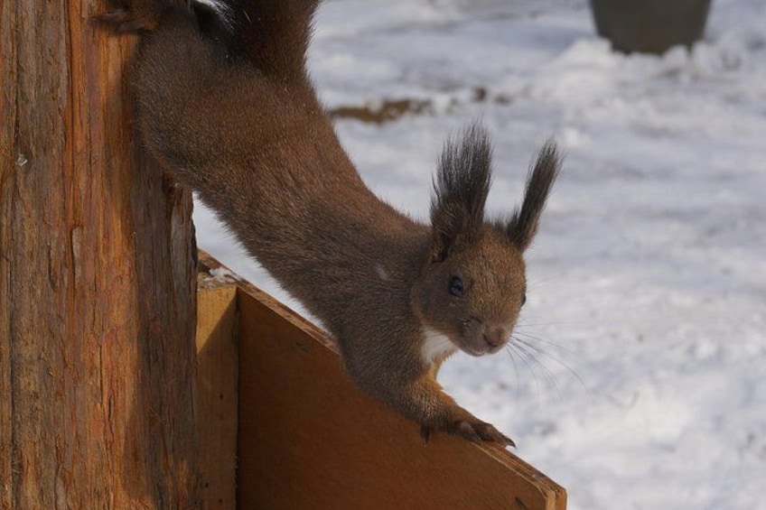 A squirrel on a wooden structure. 1