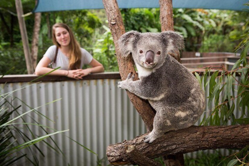 A koala on a tree branch, a person leaning on a fence, and a corrugated metal wall. 2