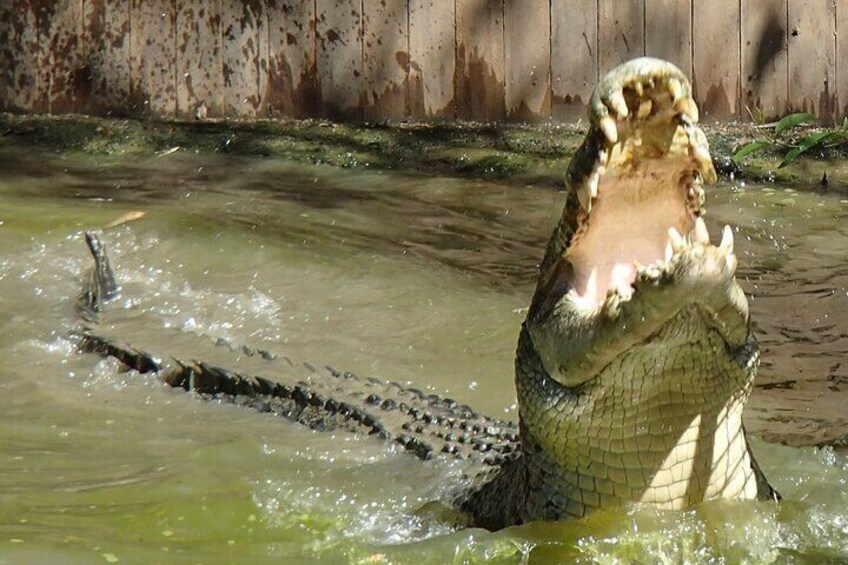 Hartley's Crocodile Adventures Day Trip from Palm Cove