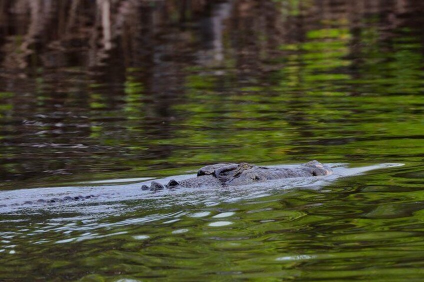 Un cocodrilo nada en un río con vegetación verde al fondo. 1