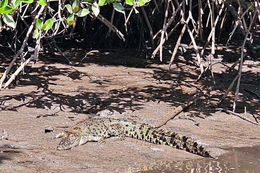 Croc enjoying the sun. 2