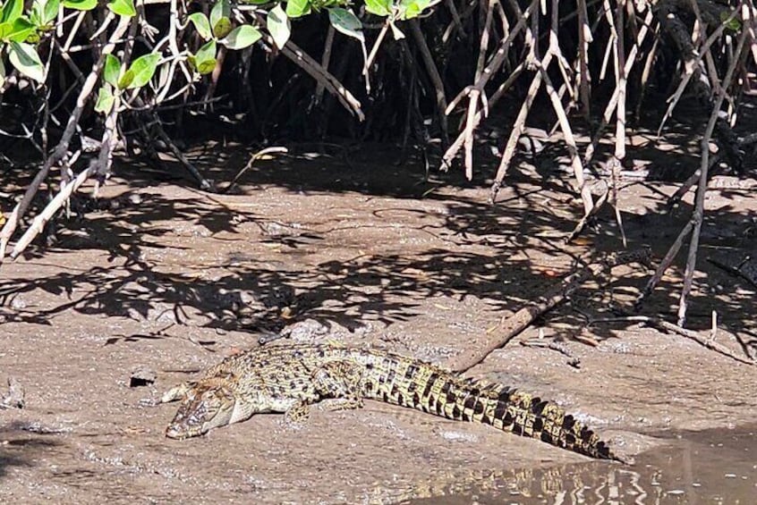 Un cocodrilo descansando sobre un terreno lodoso cerca de un mangle. 2