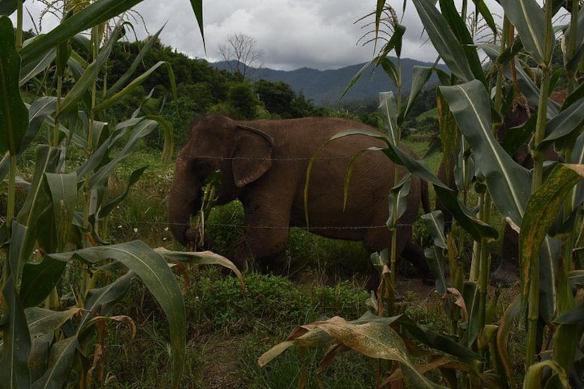 En elefant på en åker med majsplantor, med berg i bakgrunden. 5