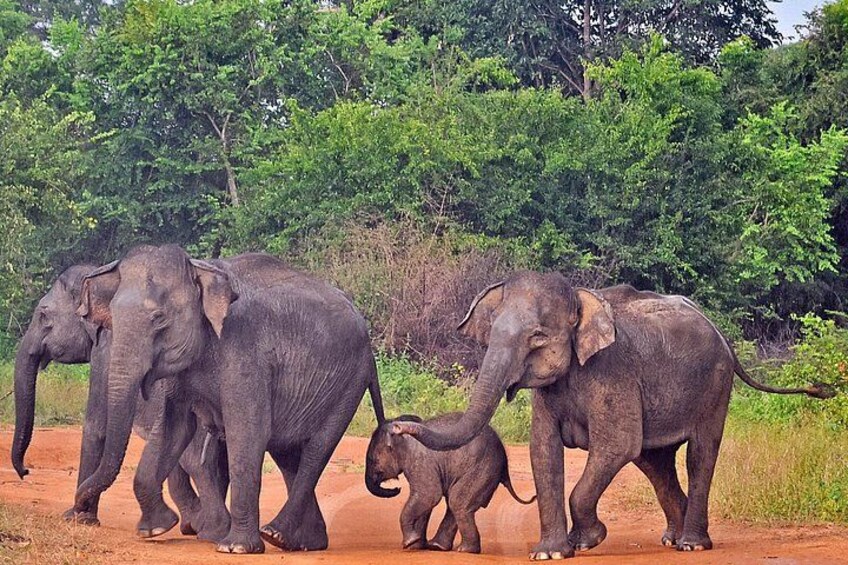 A family of elephants walking on a dirt path. 3