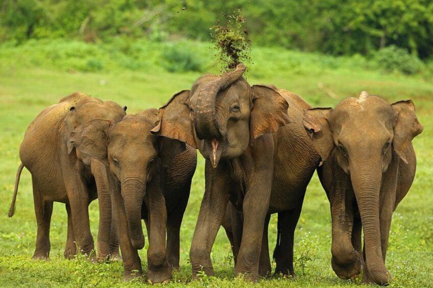 A group of elephants in a grassy field. 5