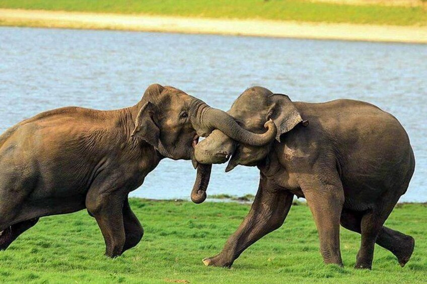 Two elephants in a grassy area near a body of water. 1