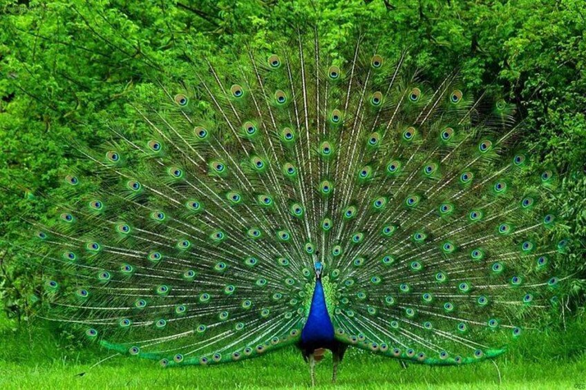 A peacock with its tail feathers fanned out, standing in a grassy area with trees in the background. 4
