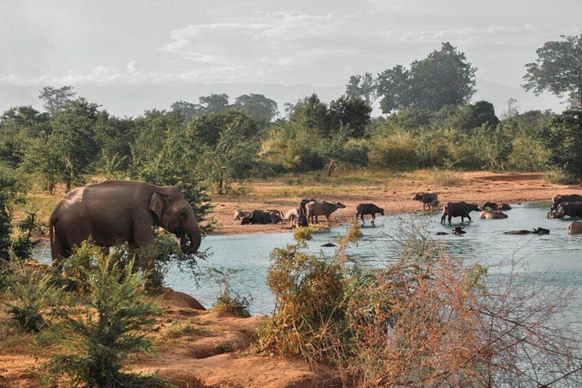 An elephant and several buffaloes near a water body surrounded by trees and vegetation. 2